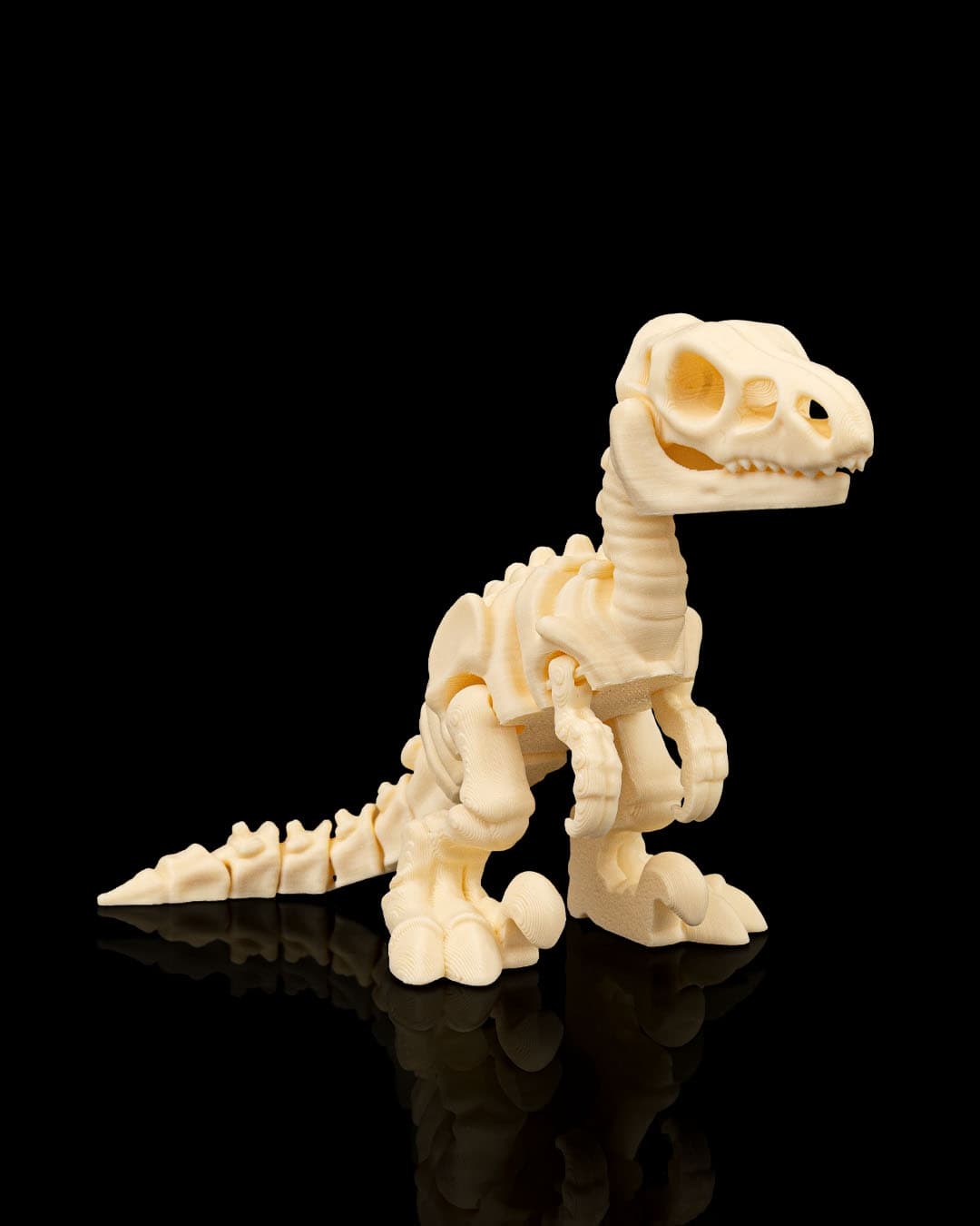 Skeleton_Velociraptor5_42123e6be3.jpg